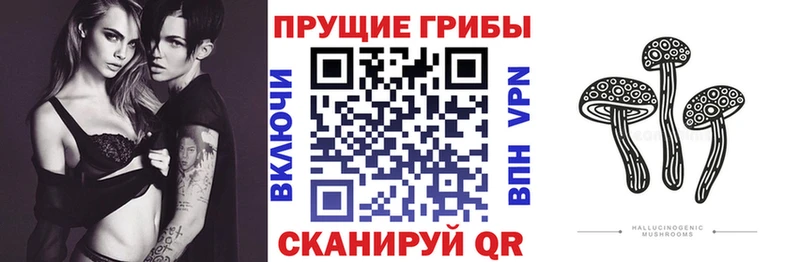 Галлюциногенные грибы Psilocybine cubensis мега сайт Неман